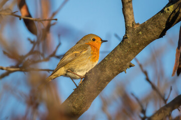 European Robin perched on a branch in the morning light