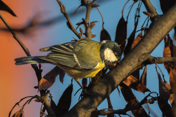 Great Tit perched on a branch in the morning light