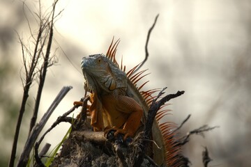 a iguana in te forest