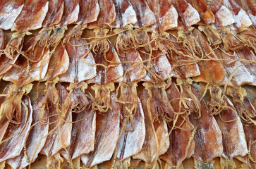 Many dried squid or octopus bask or sun dried for grilled or make them to ingredients and cooking with food. Group of animal and marine