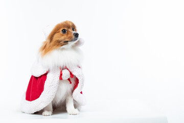 Spitz alem&atilde;o branco e marrom com fantasia natalina para trazer alegria e espirito natalino