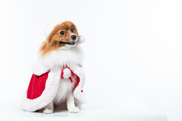 Spitz alem&atilde;o branco e marrom com fantasia natalina para trazer alegria e espirito natalino