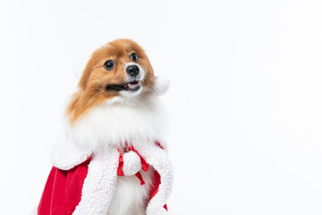 Spitz alem&atilde;o branco e marrom com fantasia natalina para trazer alegria e espirito natalino