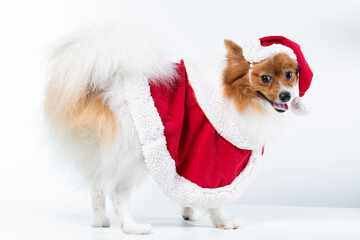 Spitz alem&atilde;o branco e marrom com fantasia natalina para trazer alegria e espirito natalino