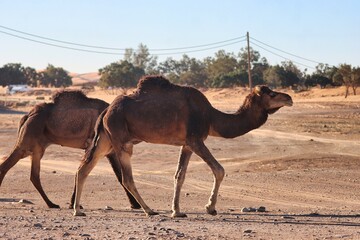 Merzouga, Morocco