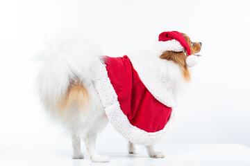 Spitz alem&atilde;o branco e marrom com fantasia natalina para trazer alegria e espirito natalino