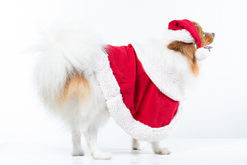 Spitz alem&atilde;o branco e marrom com fantasia natalina para trazer alegria e espirito natalino