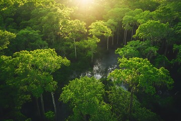 Aerial view of green forest and river at sunset. Nature background