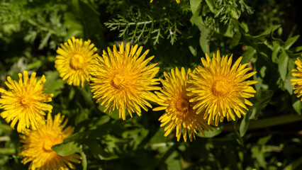 Dandelion blossom, bright and yellow spring flower