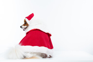 Spitz alem&atilde;o branco e marrom com fantasia natalina para trazer alegria e espirito natalino