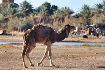 Merzouga, Morocco