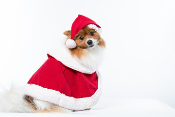 Spitz alem&atilde;o branco e marrom com fantasia natalina para trazer alegria e espirito natalino