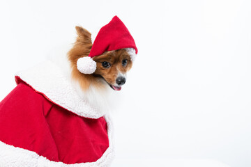 Spitz alemão branco e marrom com fantasia natalina para trazer alegria e espirito natalino
