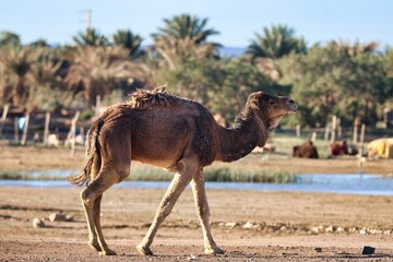 Merzouga, Morocco