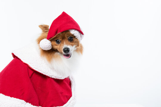 Spitz alem&atilde;o branco e marrom com fantasia natalina para trazer alegria e espirito natalino