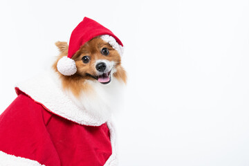 Spitz alem&atilde;o branco e marrom com fantasia natalina para trazer alegria e espirito natalino