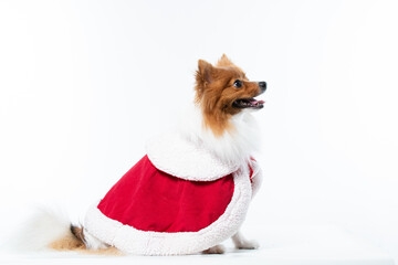 Spitz alem&atilde;o branco e marrom com fantasia natalina para trazer alegria e espirito natalino