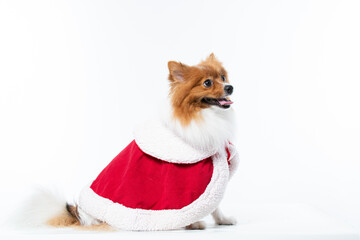 Spitz alem&atilde;o branco e marrom com fantasia natalina para trazer alegria e espirito natalino