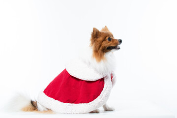 Spitz alem&atilde;o branco e marrom com fantasia natalina para trazer alegria e espirito natalino