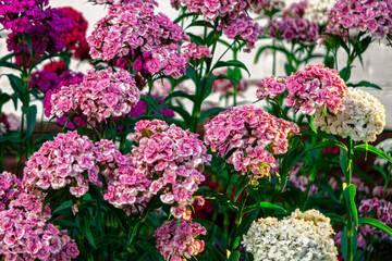 Flower - roses. Blooming chrysanthemum, peony, pituni. A flowerbed of wildflowers. Beautiful bud. Flowers for birthday. Postcard. green plants landscape, ecology, fresh wallpaper concept.