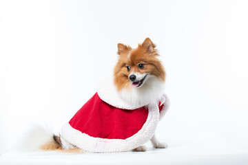 Spitz alem&atilde;o branco e marrom com fantasia natalina para trazer alegria e espirito natalino