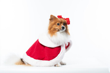 Spitz alem&atilde;o branco e marrom com fantasia natalina para trazer alegria e espirito natalino
