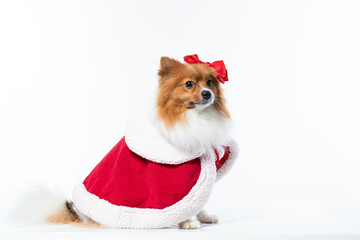 Spitz alem&atilde;o branco e marrom com fantasia natalina para trazer alegria e espirito natalino