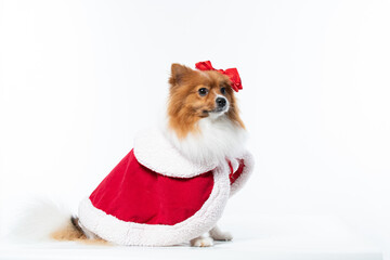 Spitz alem&atilde;o branco e marrom com fantasia natalina para trazer alegria e espirito natalino