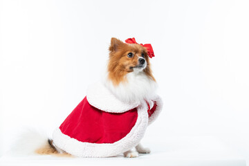 Spitz alem&atilde;o branco e marrom com fantasia natalina para trazer alegria e espirito natalino
