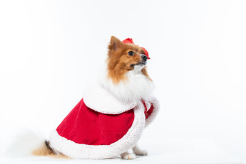 Spitz alem&atilde;o branco e marrom com fantasia natalina para trazer alegria e espirito natalino