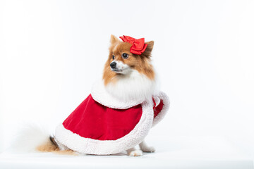 Spitz alem&atilde;o branco e marrom com fantasia natalina para trazer alegria e espirito natalino