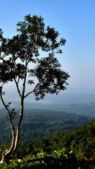 Obraz premium Tree on mountain