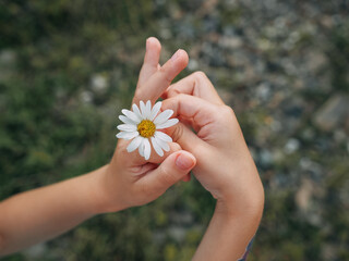 A white chamomile flower in the hands of a small child. Macro