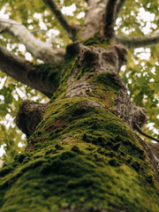 An old large tree with green moss. Bottom view of tree crowns and trunk
