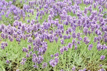 Obraz premium Natural background. Beautiful blooming lavender closeup
