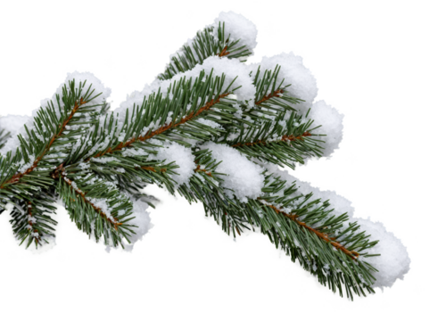 A close-up of a pine branch covered in soft, freshly fallen snow, with delicate snowflakes resting on the needles, set against a transparent background.