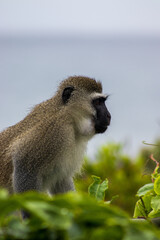 A female vervet monkey sitting on a railing and eating rice