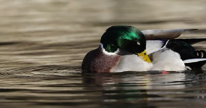 4k slow movie of Mallard duck male (Anas platyrhynchos) swims and cleans his feathers on a lake in Danube Delta, in a sunny day.