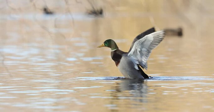 4k slow movie of Mallard duck male (Anas platyrhynchos) swims and cleans his feathers on a lake in Danube Delta, in a sunny day.
