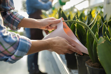 Greenhouse workers watering flowers in a glasshouse