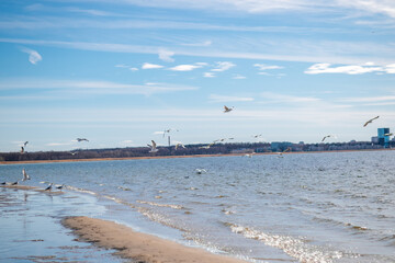 seagulls near the sea.