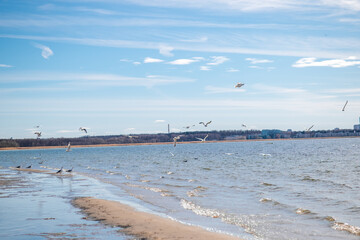 seagulls near the sea.
