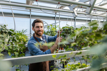 Male bearded greenhouse worker looking involved and busy