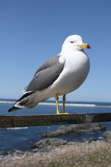 Obraz premium seagull on the beach