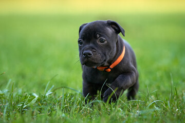 Young Puppy in green grass