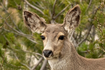Mule deer (Odocoileus hemionus) browsing in yard; Laramie, Wyoming