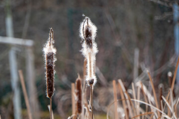 Abgebl&uuml;htes Schilfrohr mit verschwommenem Hintergrund