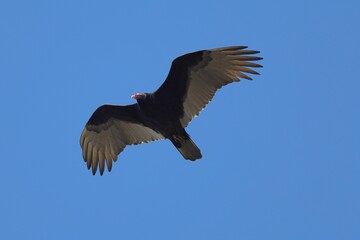 Turkey vulture soaring in clear sky