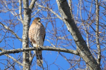 Hawk perched on a tree branch under blue sky