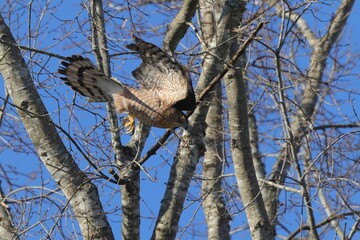 Hawk Spreading Wings in Leafless Trees